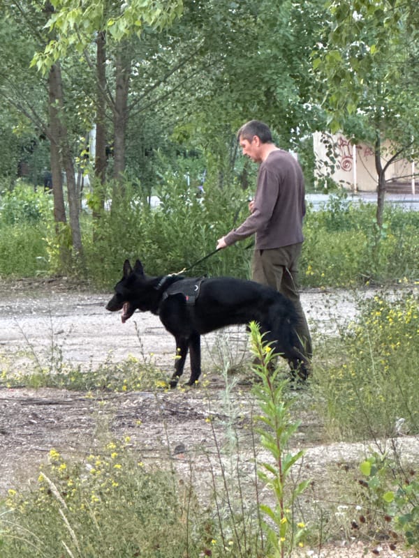 Dog training session and street life in Nizhny Novgorod