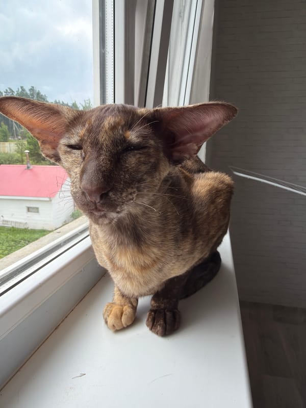 Lazy morning in Chaikovsky: cat on windowsill, pancakes in progress