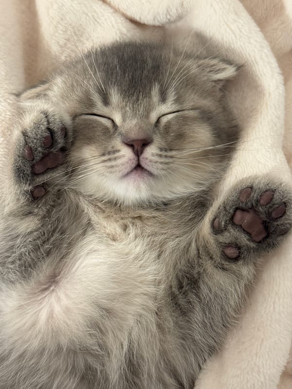Sleeping kitten documented in multiple positions in Strasbourg