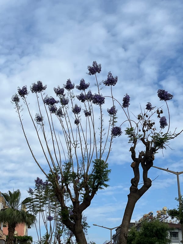 Morning slice-of-life moments documented across Alanya, Turkey neighborhoods