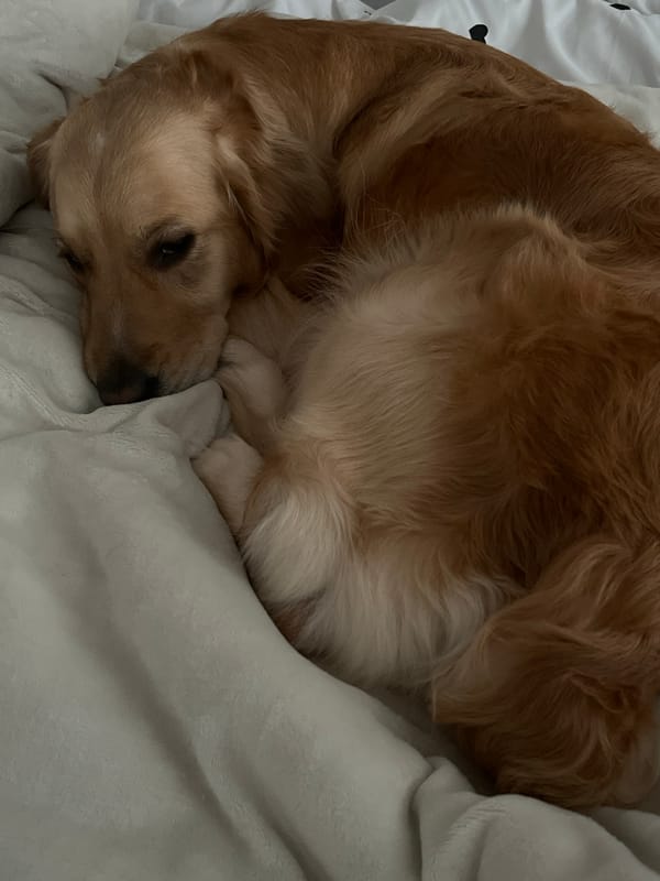 Golden retriever sleeps peacefully on blanket in Bulgaria