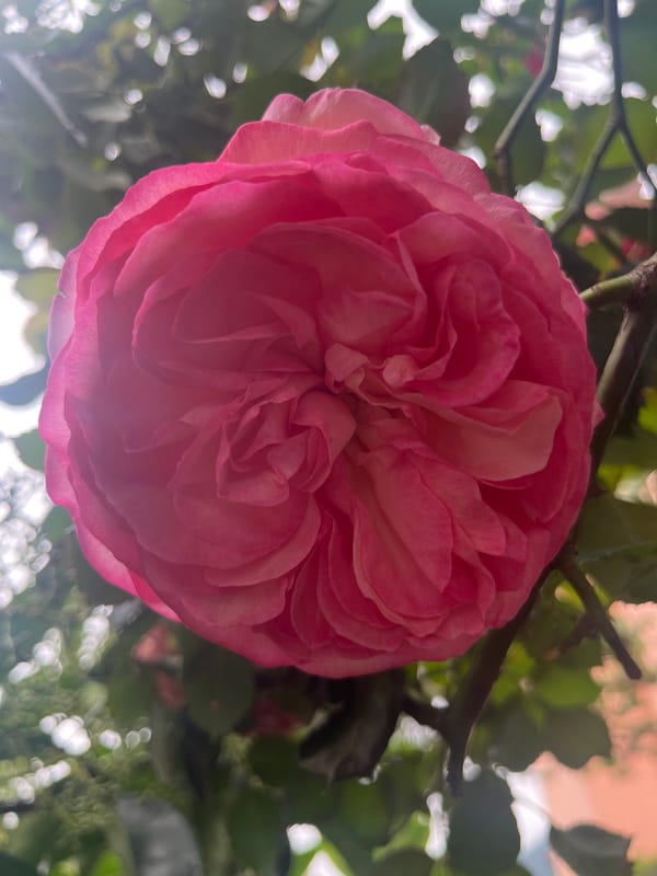 Pink rose in full bloom photographed by witness
