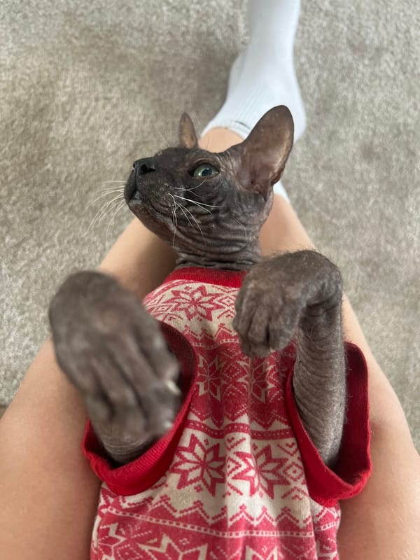 Sphynx cat in sweater photographed in Votkinsk, Russia