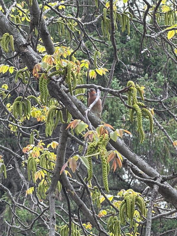 Dove spotted in spring trees in Sandanski, Bulgaria