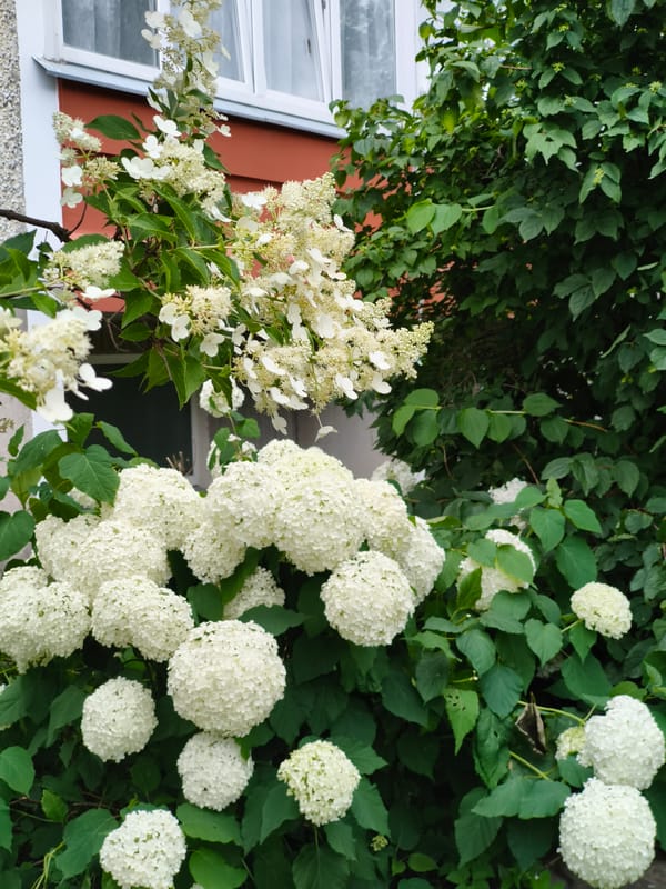 Tallinn apartment neighborhood: garden beds and garbage collection morning