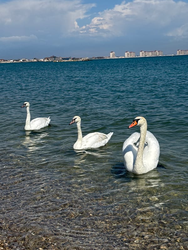 Swans gather in shallow waters near Yevpatoriya shoreline