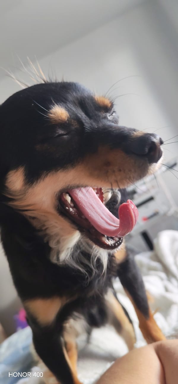 Morning routine documented in Noviy, Russia includes pets, skincare, breakfast