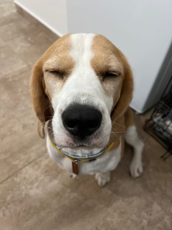 Beagle hanging out indoors in Budva, Montenegro