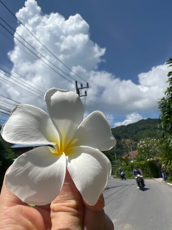 Plumeria, boats, and villa life in Choeng Thale