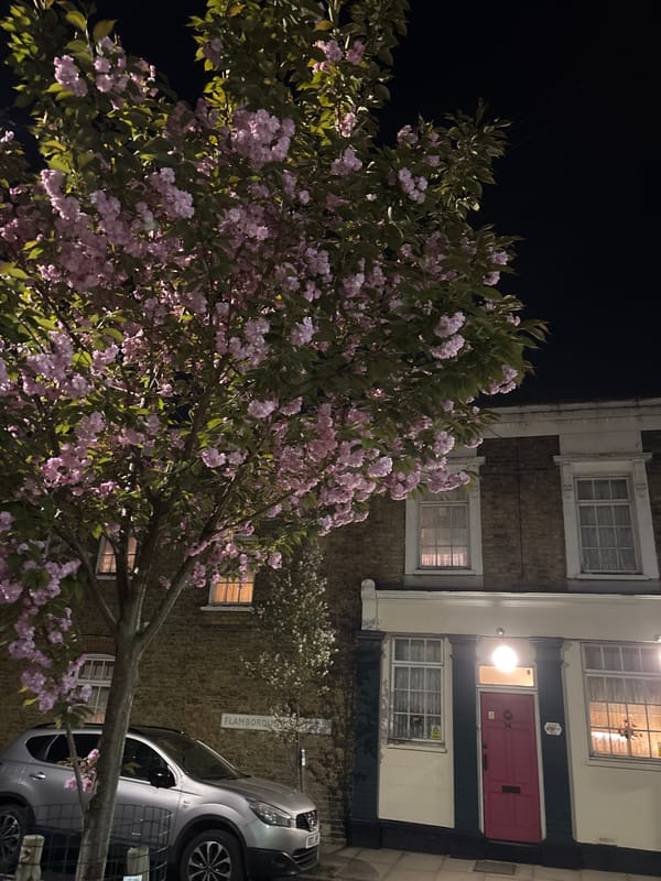 Cherry blossoms bloom against brick building in nighttime London