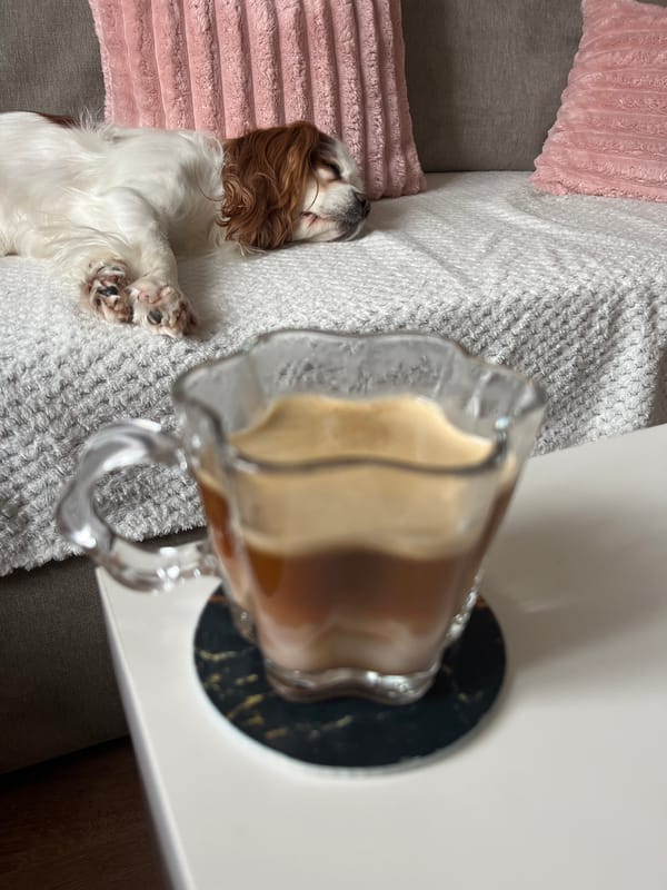 Cavalier King Charles Spaniel rests on sofa in Bulgarian home