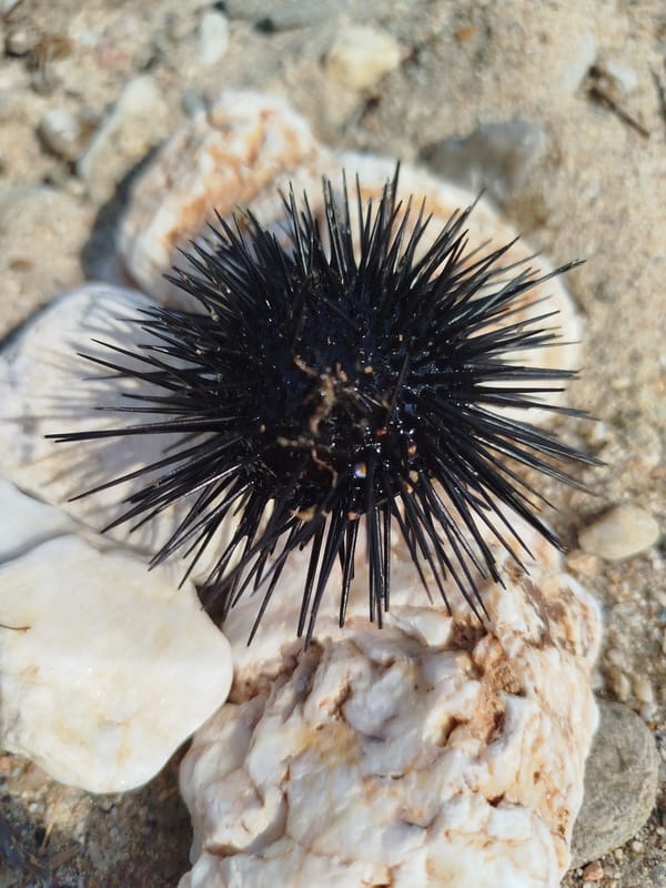 Quiet Aegean beach in Sithonia, sea urchins and clear water