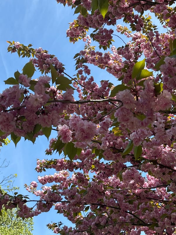 Cherry blossoms bloom under clear skies in Silistra, Bulgaria