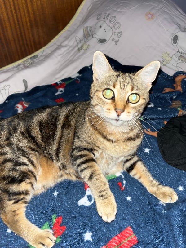Tabby cat lounges, plays, and gets pets at home