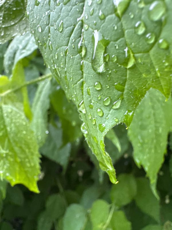 Urban life documented during rainy afternoon across residential district