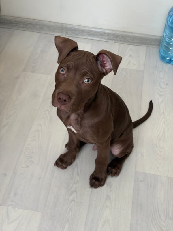 Blue-eyed pit bull puppy's morning in Chaikovsky, indoors and out