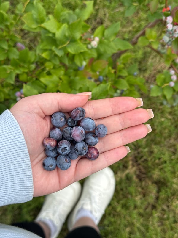 Slow summer morning in Malaryta: blueberries, lavender, and coffee