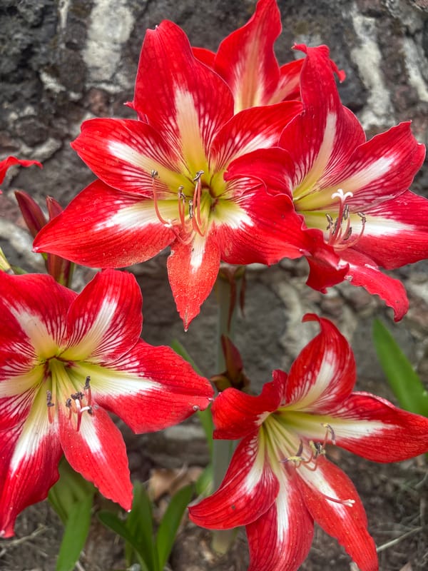 Red and white Amaryllis flowers bloom in Cuernavaca