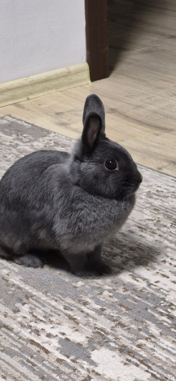 Gray rabbit at home in Ussurijsk, getting some attention