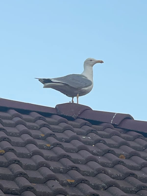 Rooftop seagulls, stars, and a crescent moon across one evening sky