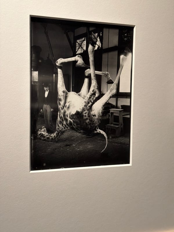Photography exhibition and Rotterdam streets, July 2026