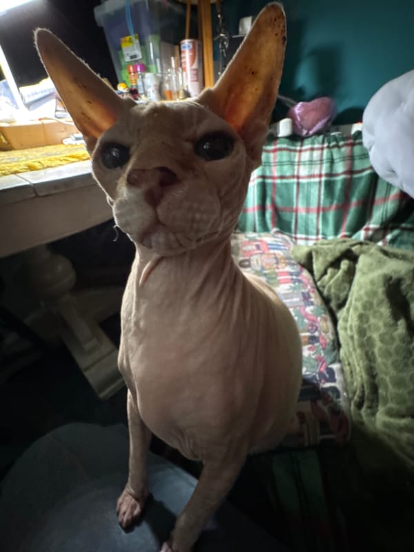 Sphynx cats dominate a cozy Hallum home evening