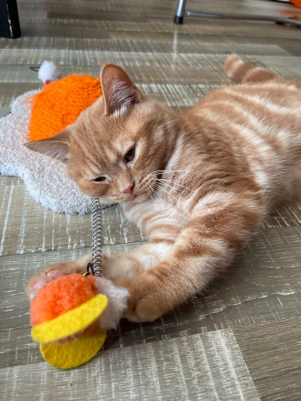 Orange tabby kitten playtime on wooden floors in Kommunarka