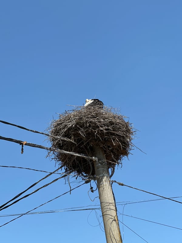 Stork observed nesting on utility pole in Aprilovo, Bulgaria