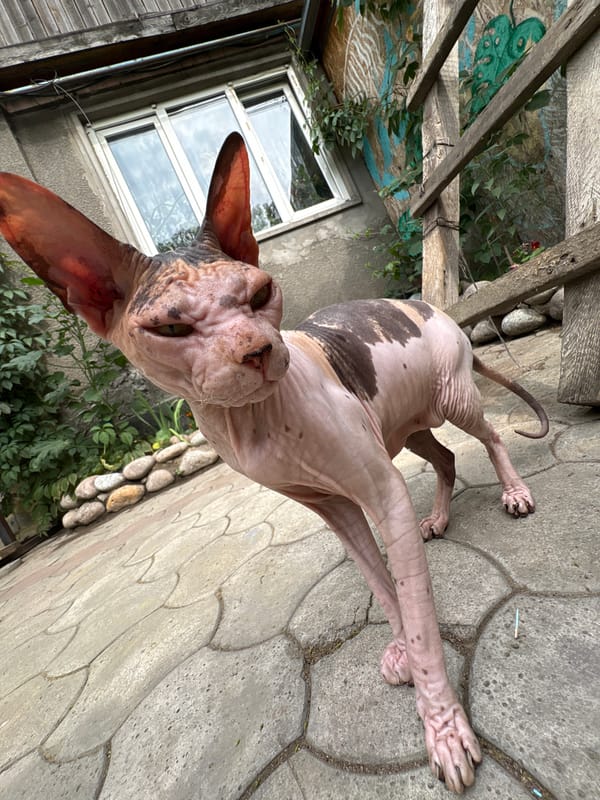 Cats and tattoo session documented at Almaty residence
