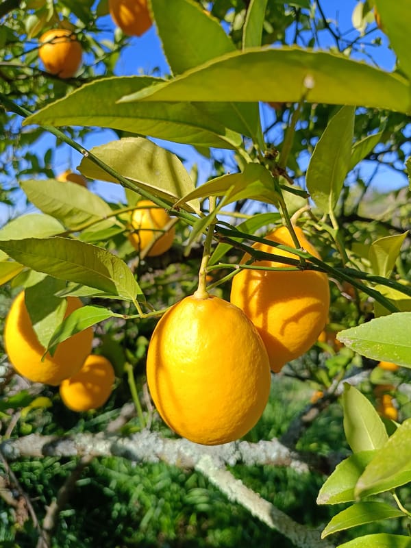 Ripe lemons spotted on tree in Abkhazia