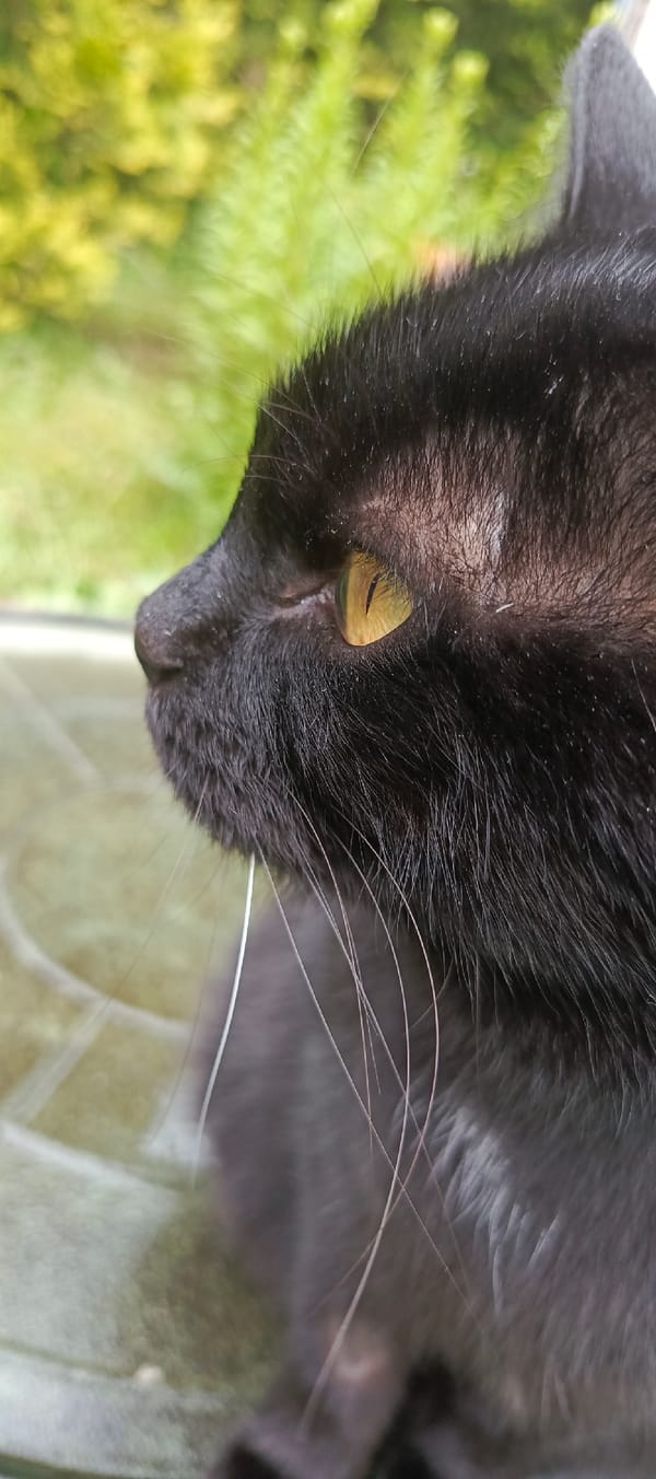 Black cat and rain-kissed garden flowers in a Russian dacha