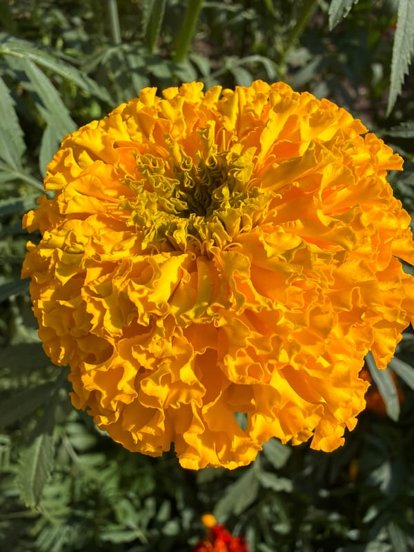Close-up garden florals: marigolds, roses, zinnias, and calendula.