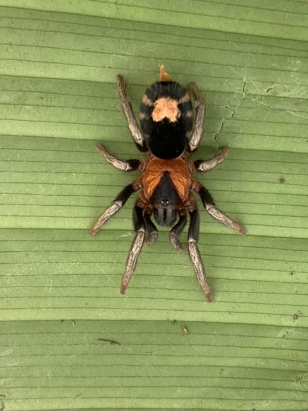 Tarantula photographed on leaf in Venezuelan village