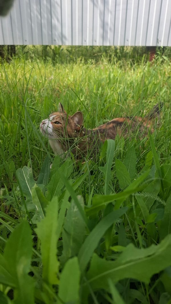 Domestic cats and dog observed during early morning hours