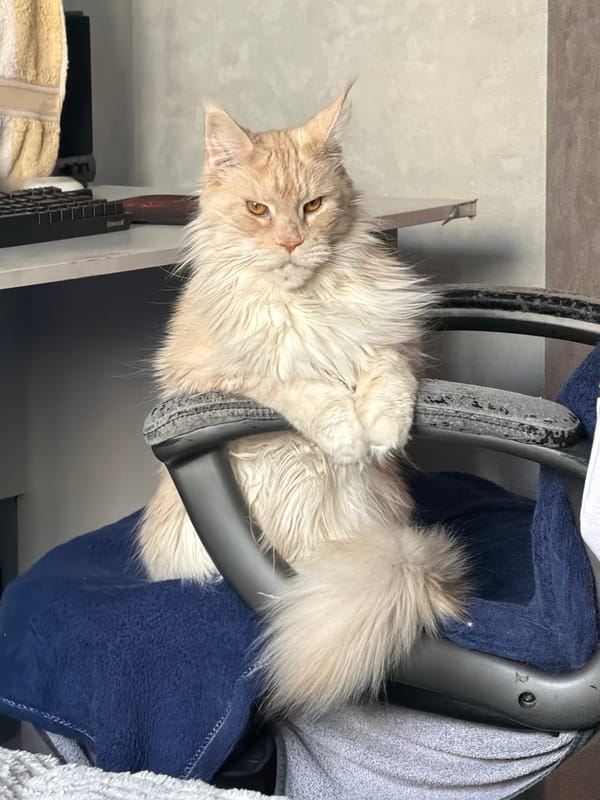 Maine Coon cat photographed from multiple angles in Kazan