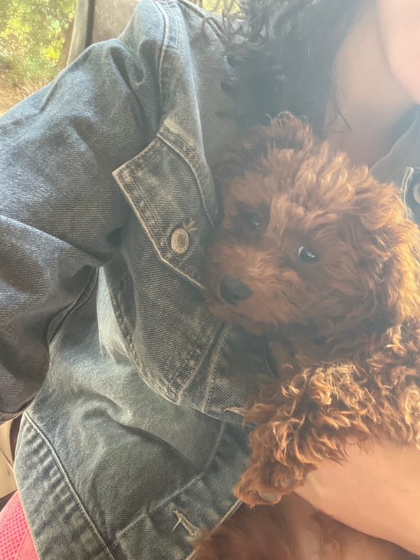 Woman with puppy enjoys outdoor moment in Sofia