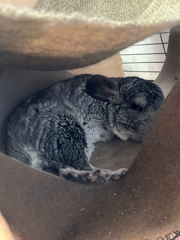 Chinchilla resting in its cage, multiple close-up angles
