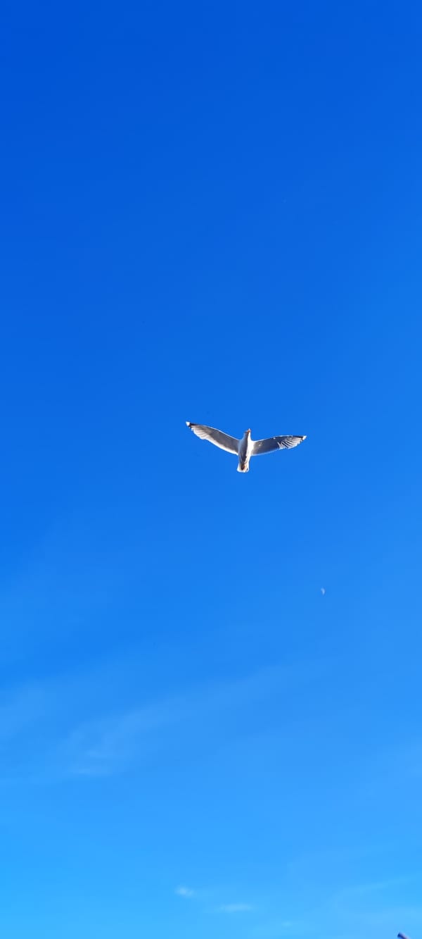 Quiet afternoon at the Strelna waterfront, clear skies throughout