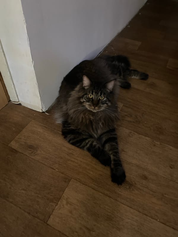 Maine Coon-like cat photographed on wooden floor in Artyom