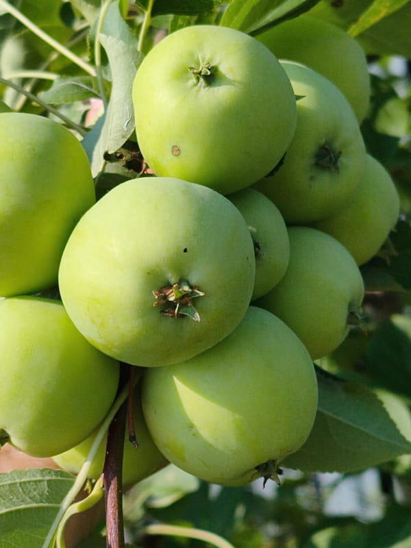 Summer garden fruits ripening in Chaikovsky, Russia
