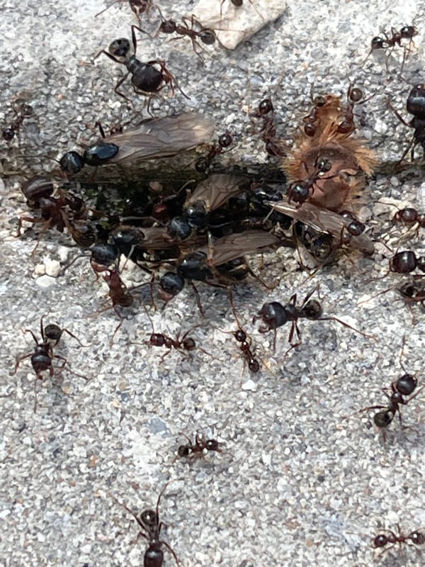 Spring Day Scenes: Ants, Dead Bee, Soccer Setup in Bulgarian Village
