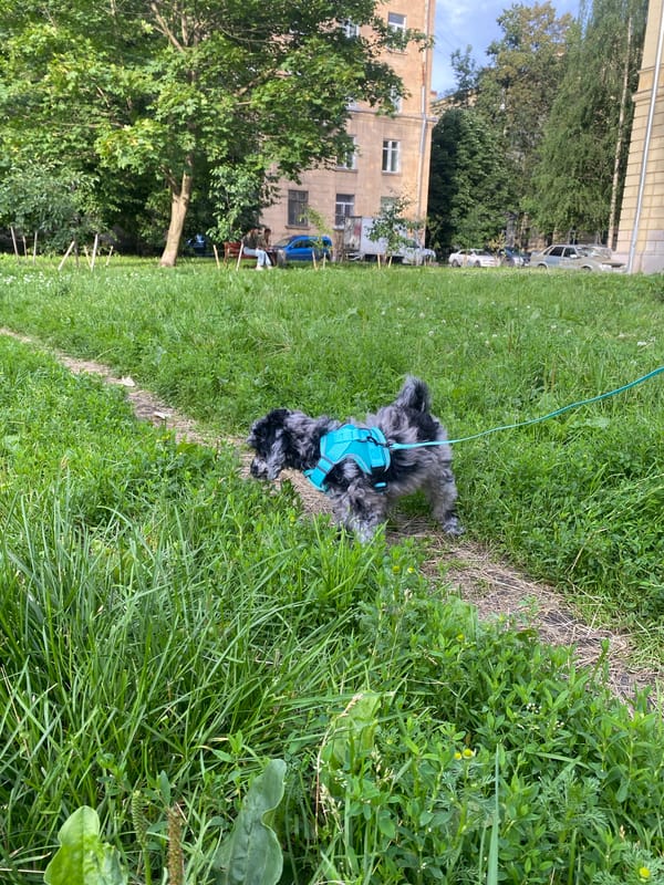 Fluffy poodle mix roams a sunny Saint Petersburg park