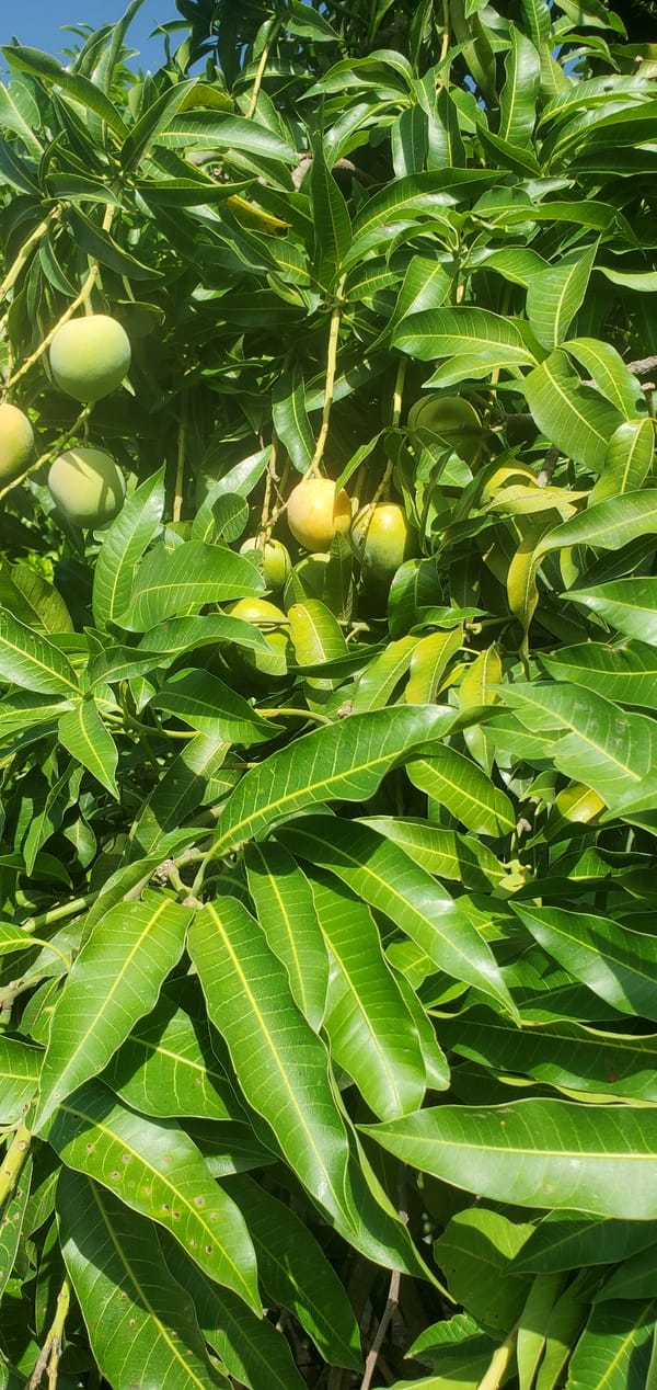Rural life documented in Bukuru: mangoes, papayas, chickens