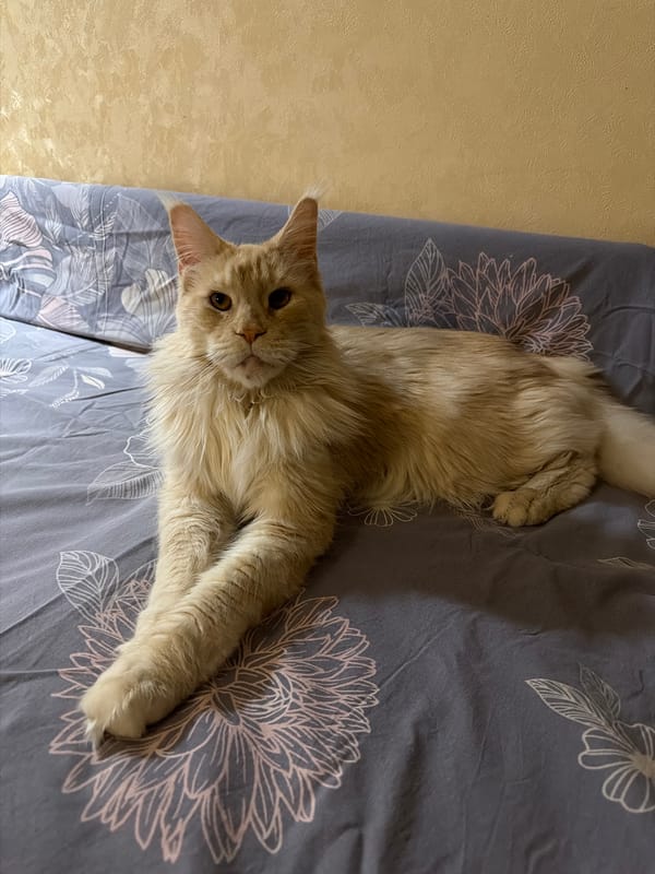 Maine Coon cat relaxes on bedsheet in Kazan