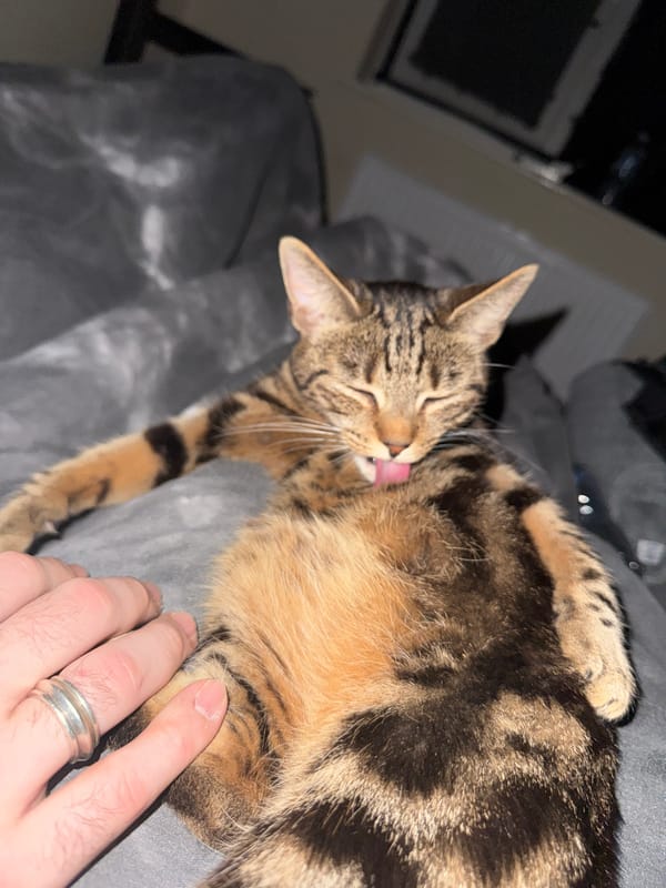Tabby cat grooming and resting with human companion