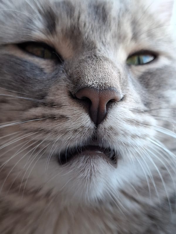 Cat photographed in close-up detail in Novi Sad