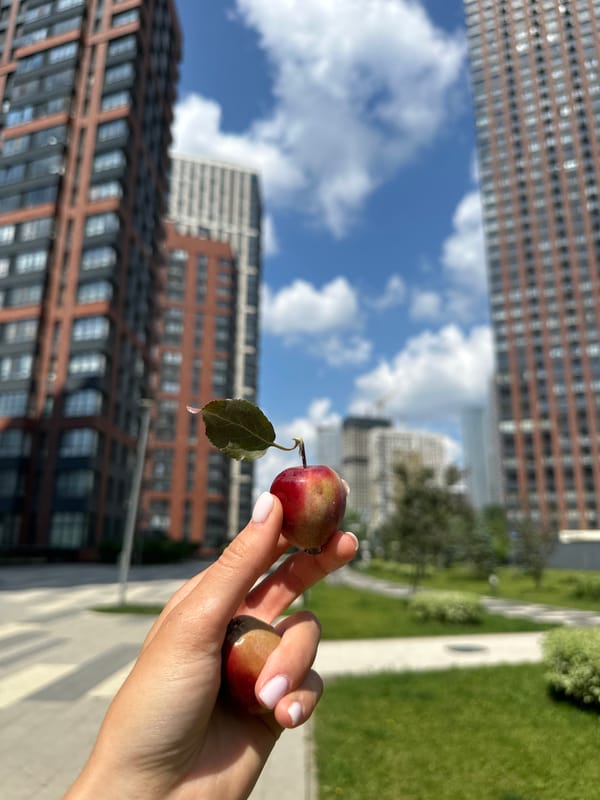 Crabapples held up against Khimki's summer skyline