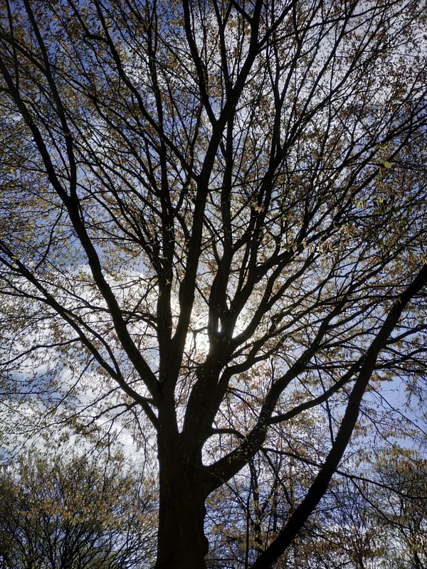 Spring morning moments with pets and blossoming trees in Dortmund