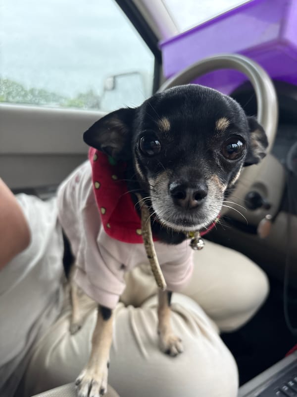 Cat and Chihuahua ride out a rainy evening drive together