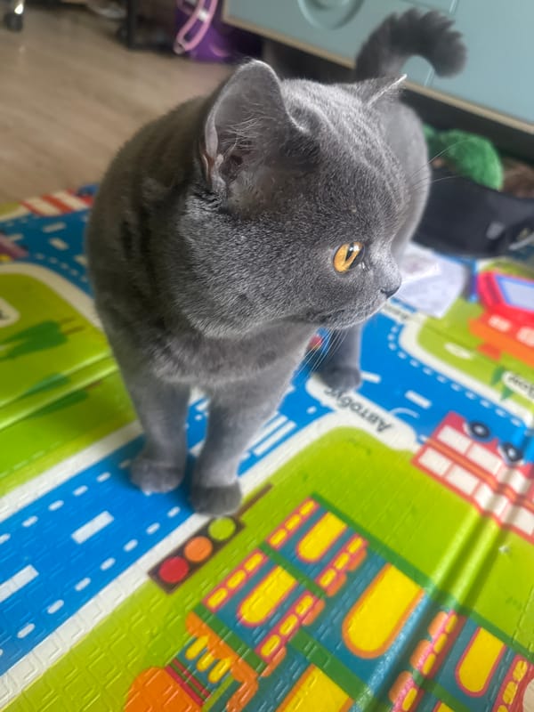 Grey cat moves between playmat and sofa in Kazakhstan home